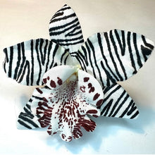 Load image into Gallery viewer, Mini Cymbidium Zebra Print Orchid