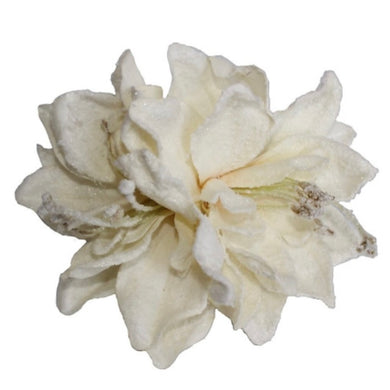 Frosted Wanda Amaryllis Special Edition CREAM