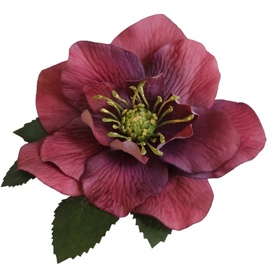 BRIGITTE Single Purple Hellebore