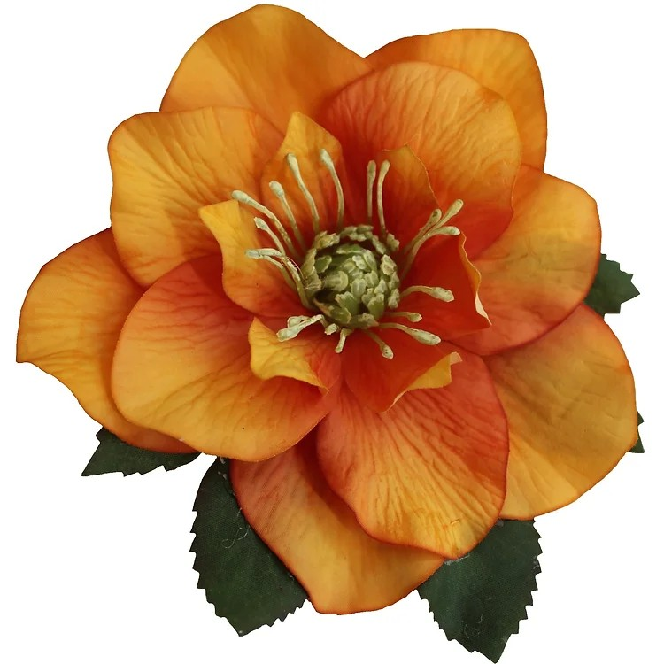 BRIGITTE Single Orange Hellebore